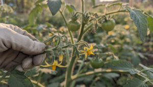 découvrez si enlever les premières fleurs des plants de tomates peut vraiment améliorer la qualité et la quantité de votre récolte de tomates.